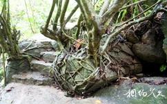 广西五皇山国家地质公园旅游攻略之树抓石