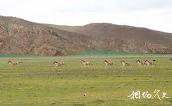 西藏哲古旅游攻略之藏野驴
