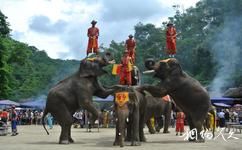 西雙版納野象谷旅遊攻略之大象馴養表演學校