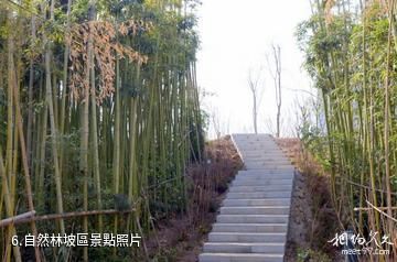 西安航天城中湖公園-自然林坡區照片