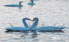 河南黃河濕地國家級自然保護區旅遊攻略之鳥類資源