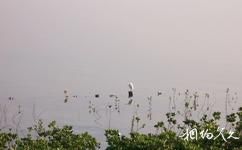 广东湛江红树林国家级自然保护区旅游攻略之动物资源