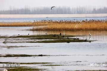 河南豫北黄河故道湿地鸟类国家级自然保护区-湿地资源照片