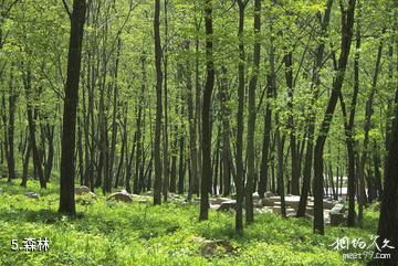 哈尔滨长寿国家森林公园-森林照片