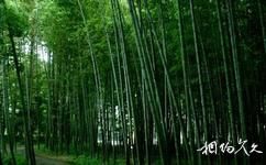漢中偃水山莊旅遊攻略之竹林
