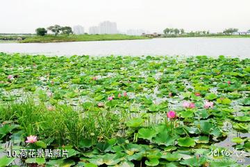 哈爾濱金河灣濕地植物園-荷花照片