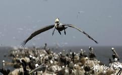 墨西哥加利福尼亚湾旅游攻略之海鸟