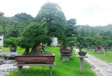 宁波绿野山庄-盆景园照片