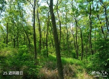 海阳云顶自然风景旅游区-遮阴蔽日照片