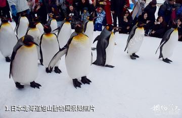 日本北海道旭山動物園照片