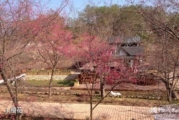 梅州爱丽丝庄园樱花谷-樱花照片