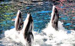 加拿大斯坦利公園旅遊攻略之海豚