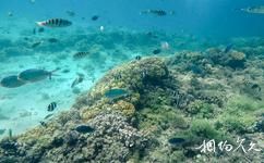 瓦努阿图维拉港旅游攻略之潜水