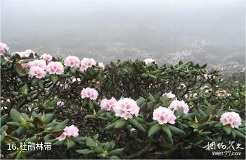 冕宁灵山风景区-杜鹃林带照片