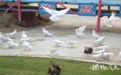 廣州百萬葵園主題公園旅遊攻略之純白鴿廣場