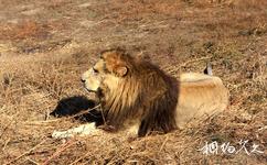哈尔滨东北虎林园旅游攻略之非洲狮