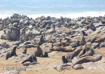 納米比亞骷髏海岸國家公園-海豹照片