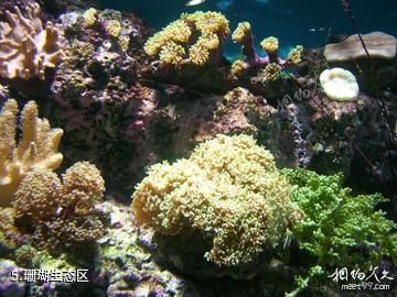 台北海洋生活馆-珊瑚生态区照片