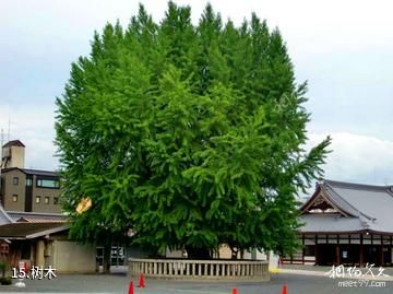 日本西本愿寺-树木照片