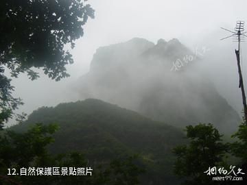 夏津黃河故道森林公園-自然保護區照片