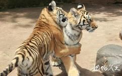 雲南野生動物園旅遊攻略之獅虎山莊