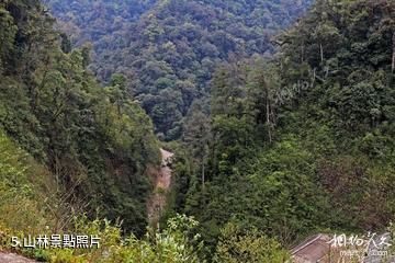 雲南黃連山國家級自然保護區-山林照片