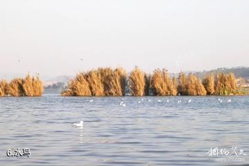 石屏异龙湖湿地公园-水鸟照片