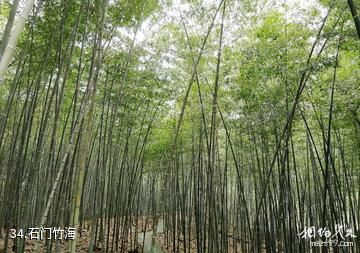广州从化石门国家森林公园-石门竹海照片