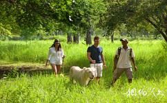 模里西斯卡塞拉自然公園旅遊攻略之與獅漫步互動