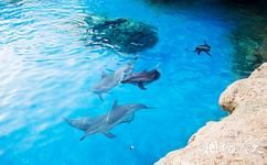 珠海长隆海洋王国旅游攻略之海豚岛
