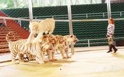 广州长隆野生动物世界旅游攻略之白虎表演