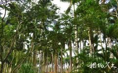 兴隆南国热带雨林游览区旅游攻略之花梨山