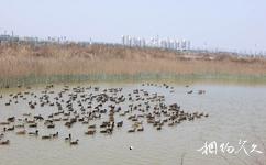 天津名洋湖都市庄园旅游攻略之野鸭子纯天然养殖基地