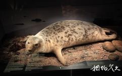 芬兰北极中心和拉普兰省立博物馆旅游攻略之海豹