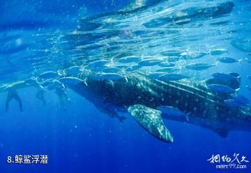 菲律宾杜马盖地-鲸鲨浮潜照片