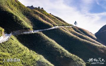 南丹云观天旅游景区-油茶森林照片