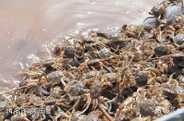 天津名洋湖都市庄园-名洋湖稻田蟹照片
