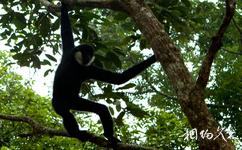 西雙版納原始森林公園旅遊攻略之猴子馴養基地