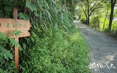 永嘉上塘鎮龍山森林公園旅遊攻略之森林綠道