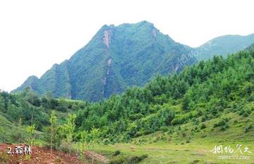 临洮南屏山生态旅游景区-森林照片