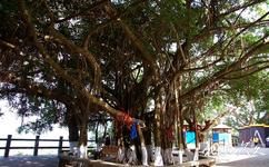 萬寧東山嶺旅遊攻略之百年老榕樹