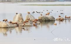 雲南保山青華海國家濕地公園旅遊攻略之候鳥