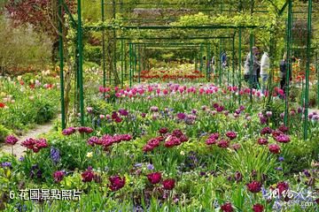 法國吉維尼莫奈花園-花園照片