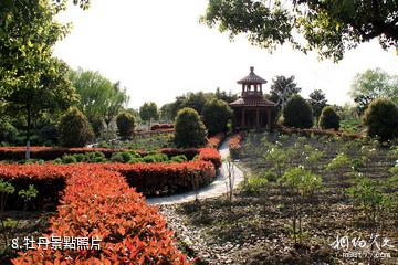 蘇州中國花卉植物園-牡丹照片