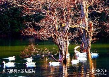景寧草魚塘森林公園-天鵝鳧水照片