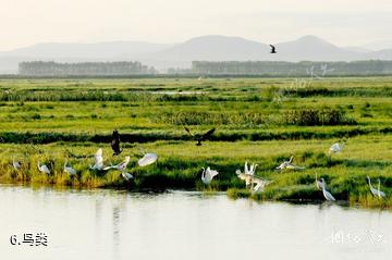黑龙江挠力河国家级自然保护区-鸟类照片