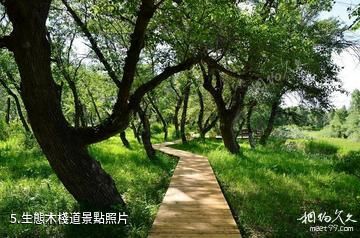 伊犁尼勒克濕地古楊風景區-生態木棧道照片
