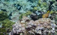 美屬維爾京群島國家公園旅遊攻略之珊瑚