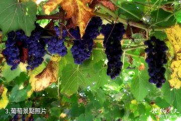 大興采育葡萄大世界觀光採摘園-葡萄照片
