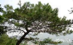 池州萬羅山旅遊攻略之松樹